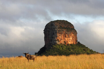Rock in the northern part of south Africa.A typical rock in a national park in northern South Africa in the foreground with a wildebeest.