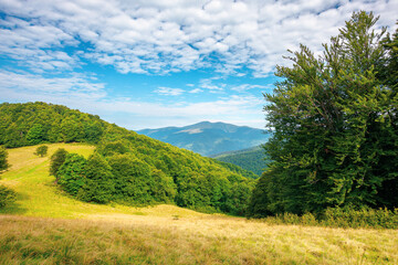 forest and meadow on the hill. beautiful carpathian mountain landscape in summer. Blyznytsya peak in the distance. wonderful sunny weather with clouds on the sky