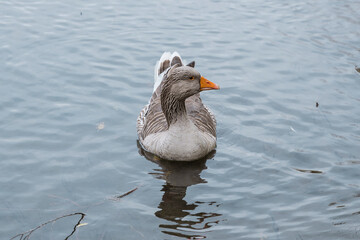 The duck's life on the Lake
