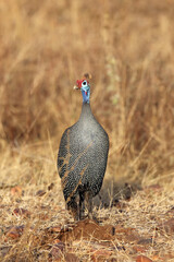 The helmeted guineafowl (Numida meleagris) standing in the yellow grass