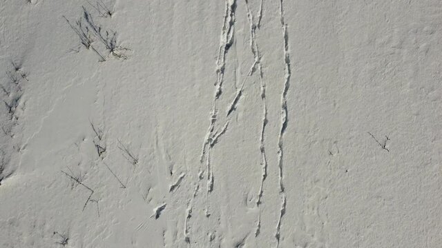 des traces de pas dans un champ enneig&eacute;