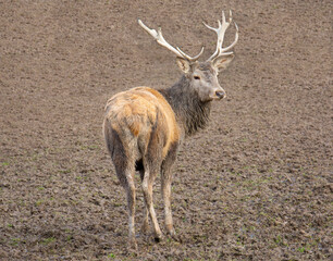 Portrait of  Red Deer (Cervus Elaphus ) stag standing in the agricultural field.