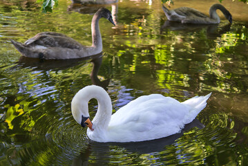 Beautiful view of young swans and older swan reflected in the water of pond in St Stephen Green park, Dublin, Ireland