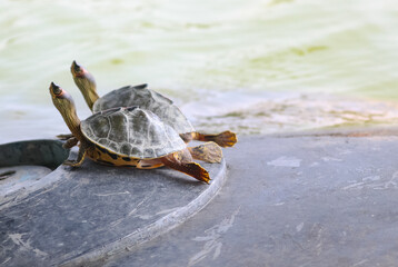 Close-up shot of two Turtles strecthing out their necks while relaxing near a lake.