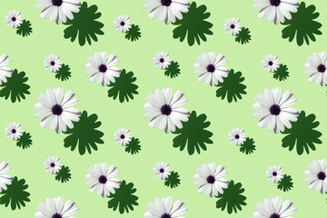 Seamless pattern of a beautiful white flower Aster on bright mint green background. Minimal flower concept in hard light with shadows. Abstract backdrop. Top view, flat lay.