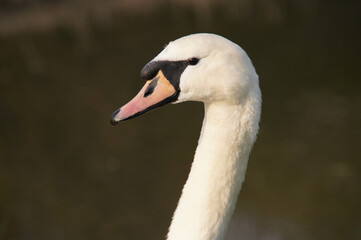 a close up of a swan's head