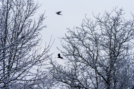 birds in the sky winter time. Tree branches without leaves. Gray outdoor frozen sky