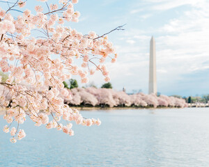 Cherry Blossoms in full bloom, Tidal Basin, Washington, DC © Ashley