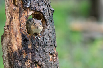 Lively and speedy critters, chipmunks are small members of the squirrel family. 