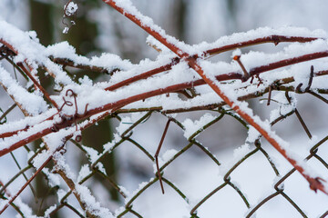 frost and snow on the branches