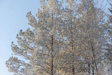 Brown branches covered with white fluffy snow are in winter day in the forest