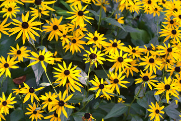 Amazing autumnal background of very bright yellow black-eyed susan (Rudbeckia Hirta) flowers growing in Marlay Park, Dublin, Ireland. Yellow and black colors.