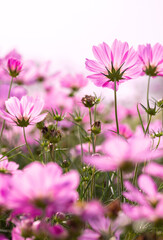 Pink cosmos flowers on white sky background in the garden
