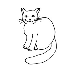 Sitting cat, vector doodle sketch illustration, hand drawing