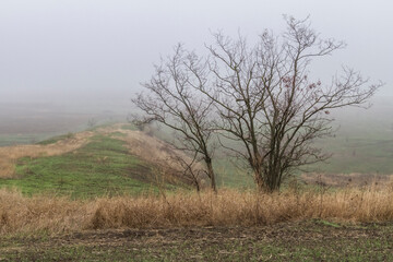 A group of acacia trees