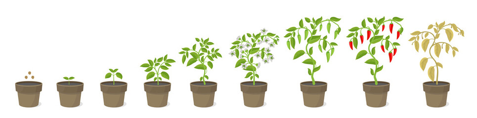 Growth stages of Spicy chili pepper houseplant in the pot. Ripening period steps. Harvest animation progression. Fertilization phase. Vector infographic set.