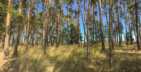 Lovely pine forest panoramic image - pine trees and high grass lit by warm evening light (huge resolution file)