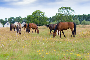 horses graze