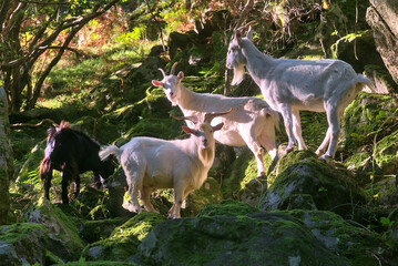 Obraz na płótnie Canvas Trip of beautiful and cute white and black wild goats in sunlight standing on the rocks and seen in Wicklow Mountains, Barnaslingan Forest, Barnaslingan, Co. Dublin, Ireland