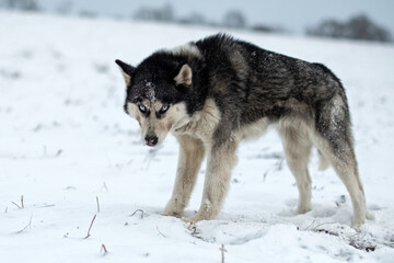 husky dog walking