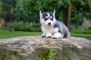 husky puppy on stone