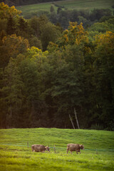 Cows going home from pasture at the close of the day - Regenerative farming concept/Grass fed beef