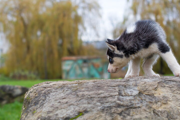 husky puppy on stone © Perytskyy