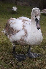 Beautiful white swan close up on the grass near the lake in the autumn park