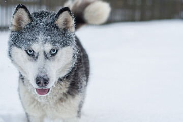 siberian husky dog
