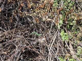 bright green lizard among dry branches in spring