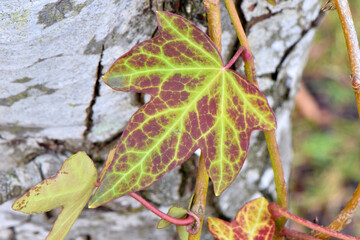English Ivy Vine 04
