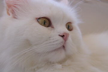 portrait of a cat