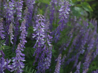 blooming plant Polka dot elegant, lat. Vicia elegans