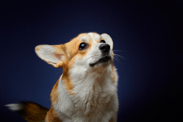 Obraz premium Portrait of a dog. Welsh corgi pembroke