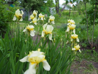 Fototapeta premium Close up of the beautiful yellow irises