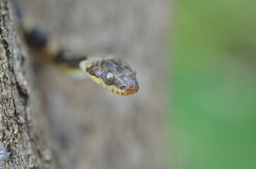 reptil