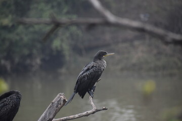 blackbird, bird, animal, nature, wildlife, eagle, beak, cormorant, feather, wild, feathers, hawk, black, bird of prey, wings, heron, raptor, white, predator