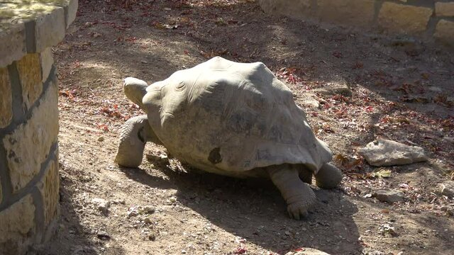 Tortoise slowly walks away, dusty Galapagos tortoise wanders off, 4K