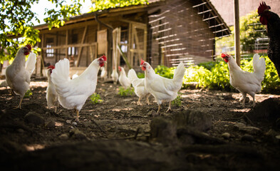 Free range chicken coop, aviary. Domestic bird. Beautiful rooster. Agriculture. Chickens and...