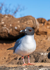 The swallow-tailed gull (Creagrus furcatus) in North Seymour, Galapagos Islands, Ecuadorian Pacific. It is the only night-feeding gull.
