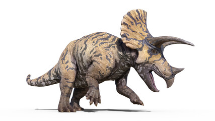 Triceratops, dinosaur reptile stomping, prehistoric Jurassic animal isolated on white background, 3D illustration