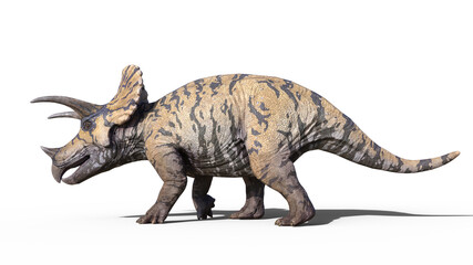 Triceratops, dinosaur reptile walking, prehistoric Jurassic animal isolated on white background, 3D illustration