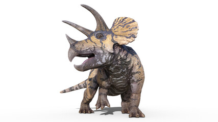 Triceratops, dinosaur reptile, prehistoric Jurassic animal roaring on white background, front view, 3D illustration - 408624345