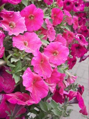 Petunias in hanging boxes