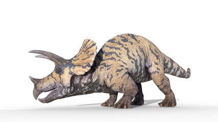 Triceratops, dinosaur reptile crawling, prehistoric Jurassic animal isolated on white background, 3D illustration