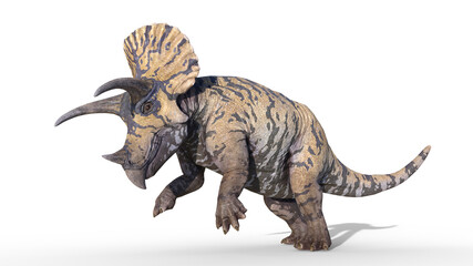 Triceratops, dinosaur reptile prancing, prehistoric Jurassic animal isolated on white background, 3D illustration