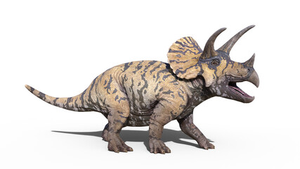 Triceratops, dinosaur reptile roaring, prehistoric Jurassic animal isolated on white background, 3D illustration