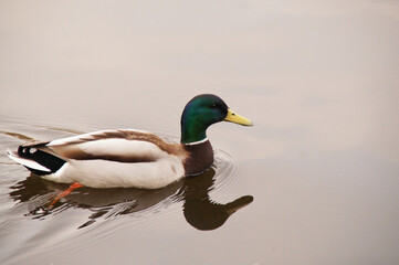 Obraz premium a wild duck in the water