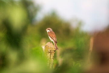 Small Cute Bird on a Post among Green Leaves in Summer