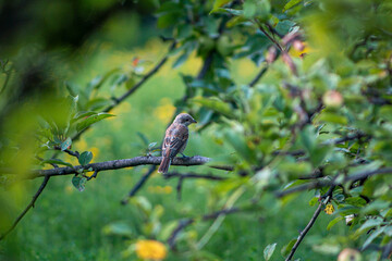 Cute Little Bird on a Branch among Greenery